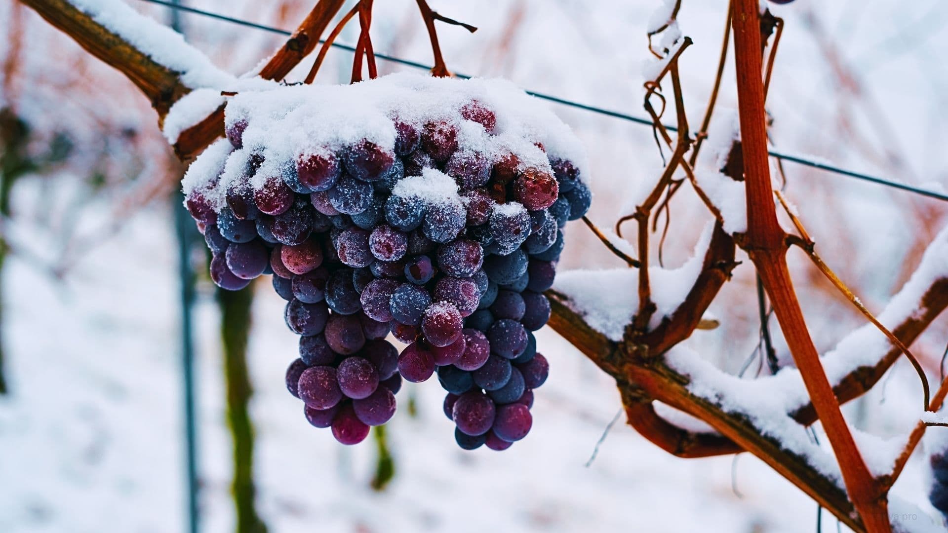 frozen grapes on the vine for icewine