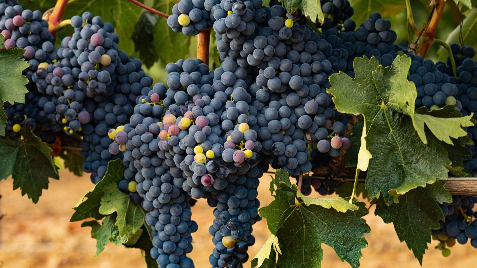 tempranillo wine grape