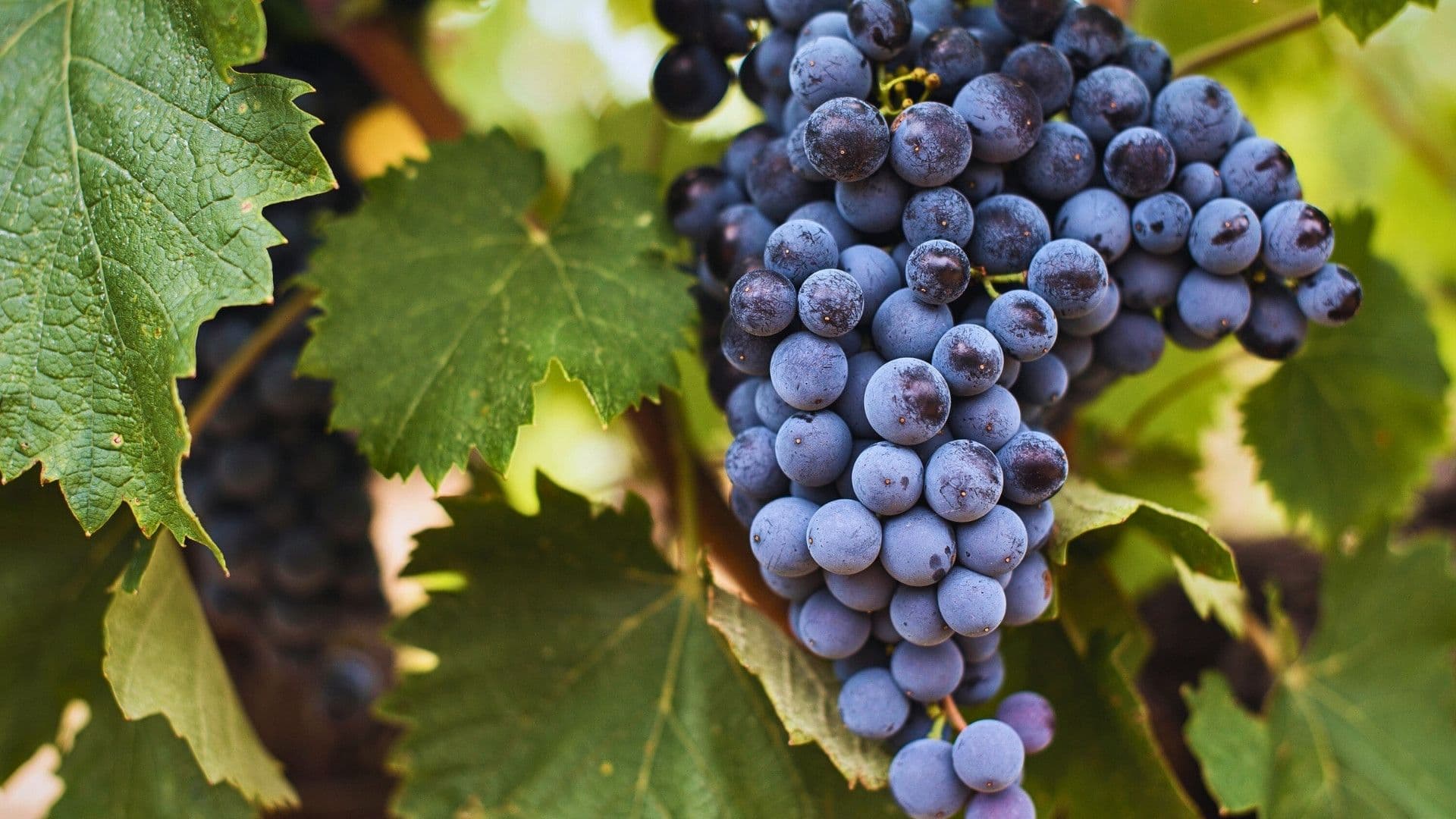 mourvedre wine grapes growing in southern france