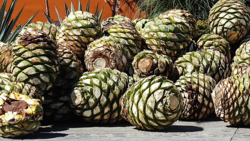 mezcal region agave pina trimmed for production of mezcal liquor
