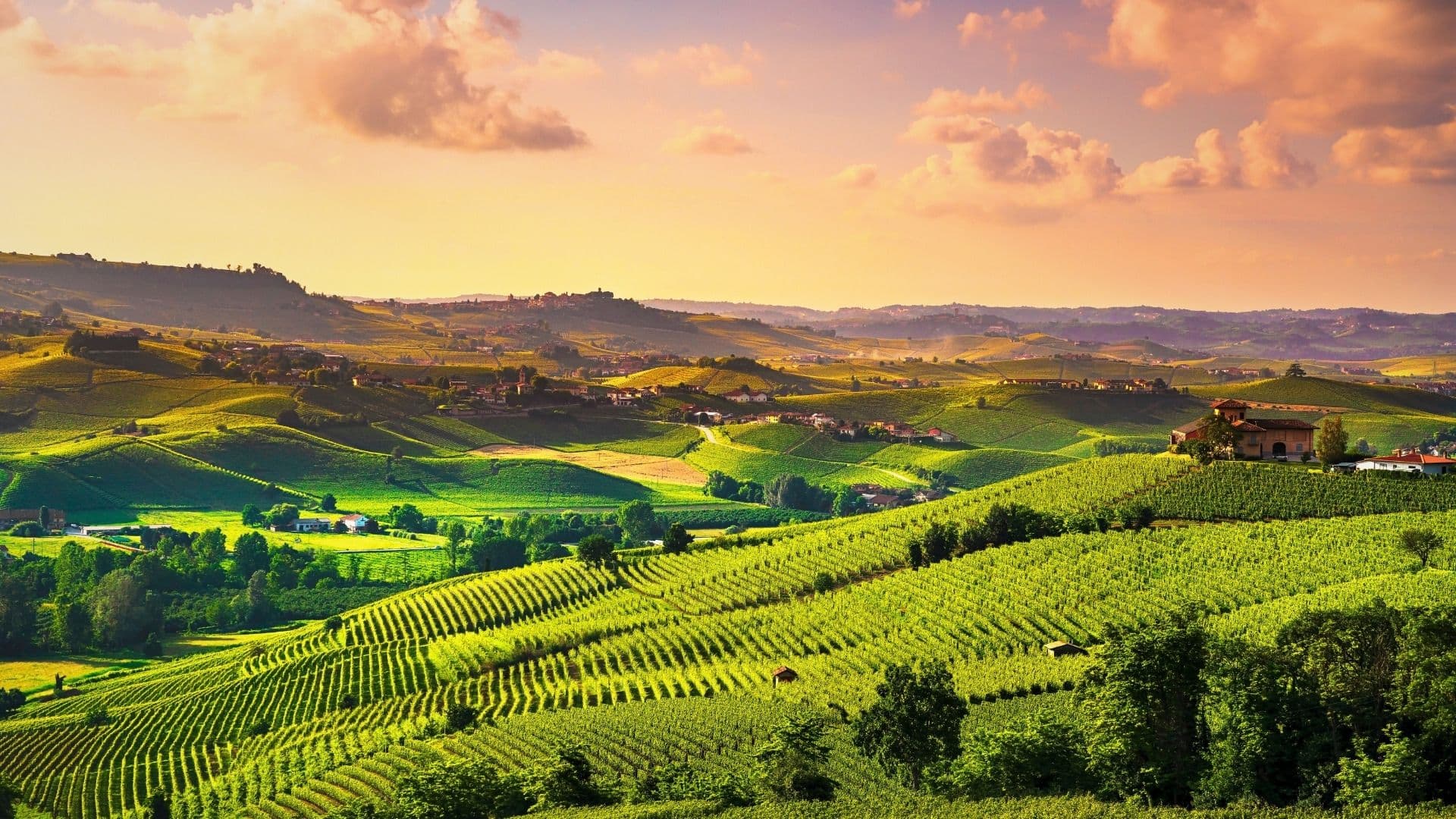 the rolling hills of the barolo region