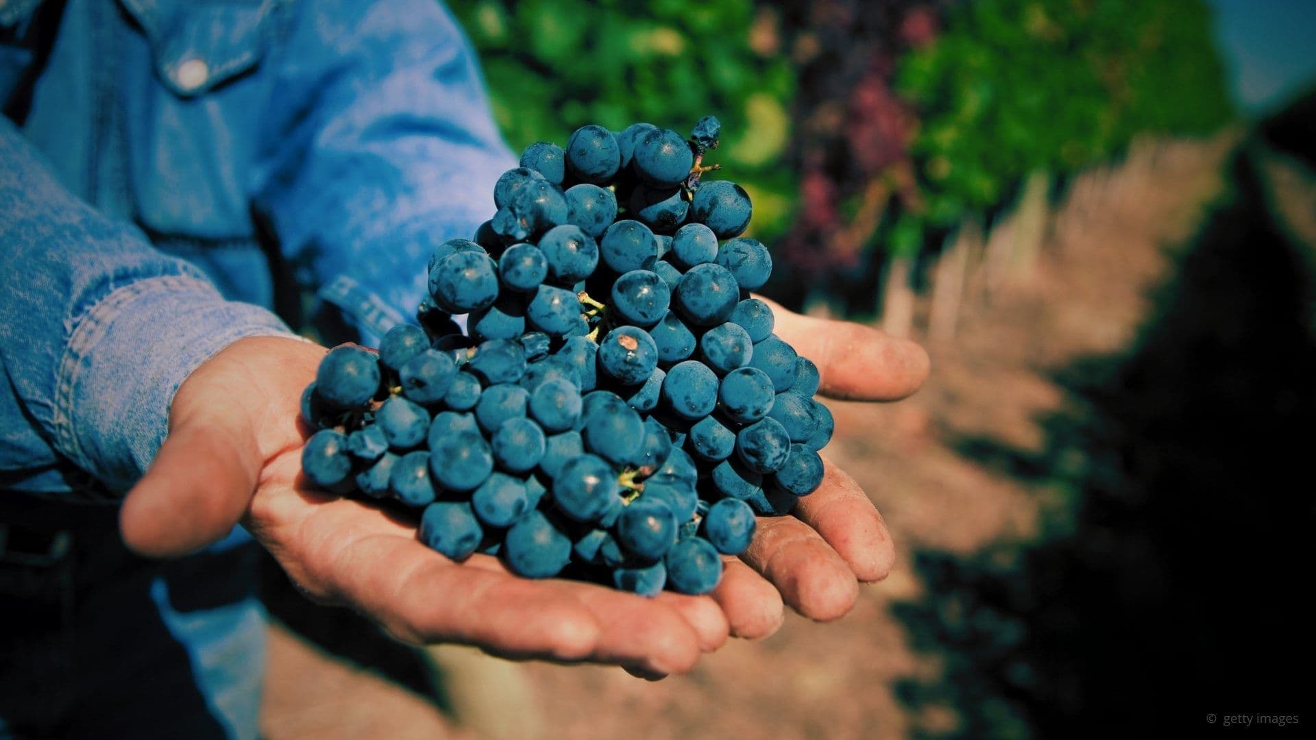 malbec grape in the hands of a winemaker