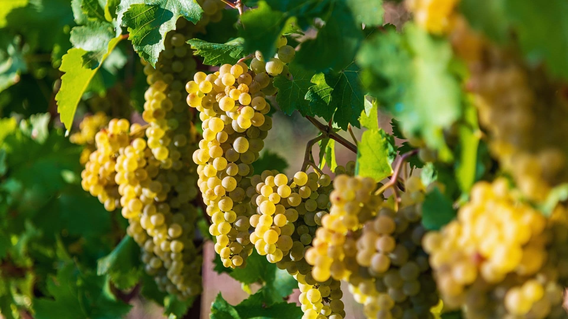 chardonnay grapes
