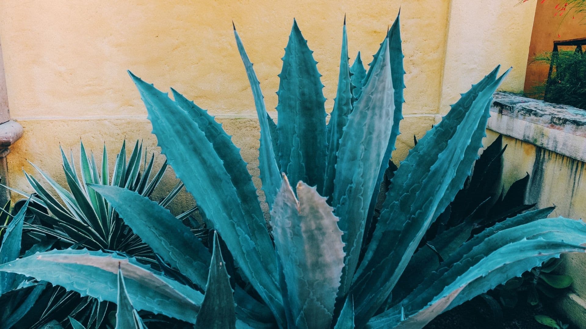 agave plant in jalisco mexico